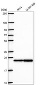 Anti-Cbx1 Antibody Produced In Rabbit Prestige Antibodies® Powered by Atlas Antibodies, affinity isolated antibody, buffered aqueous glycerol solution