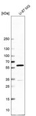 Anti-LMAN1 antibody produced in rabbit Prestige Antibodies® Powered by Atlas Antibodies, affinity isolated antibody, buffered aqueous glycerol solution