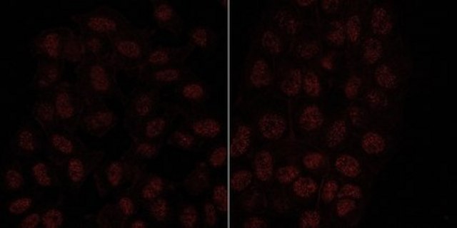 Anti-HP1&#947; Antibody, clone 14D3.1 clone 14D3.1, from mouse