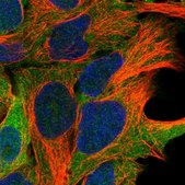 Anti-ARMC6 antibody produced in rabbit Prestige Antibodies® Powered by Atlas Antibodies, affinity isolated antibody, buffered aqueous glycerol solution