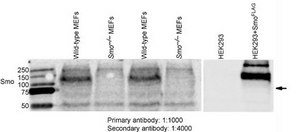 Anti-SMO homolog from rabbit