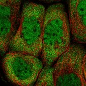 Anti-PCBP2 antibody produced in rabbit Prestige Antibodies® Powered by Atlas Antibodies, affinity isolated antibody, buffered aqueous glycerol solution