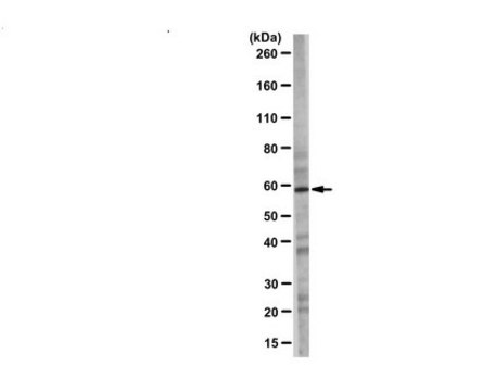 Anti-TUG serum, from rabbit