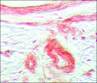 Anti-Fibroblast Growth Factor Receptor-1 antibody produced in rabbit ~1 mg/mL, affinity isolated antibody, buffered aqueous solution