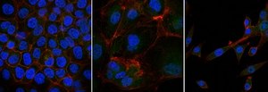 Anti-Src Antibody, clone GD11, Alexa Fluor™ 488 conjugate clone GD11, from mouse, ALEXA FLUOR™ 488