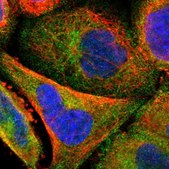 Anti-STRN3 antibody produced in rabbit Ab2, Prestige Antibodies® Powered by Atlas Antibodies, affinity isolated antibody, buffered aqueous glycerol solution