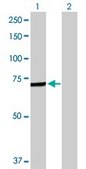 Anti-C4BPA antibody produced in rabbit purified immunoglobulin, buffered aqueous solution