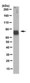 Anti-Ephrin-B2 Antibody clone 10H1.1, from mouse