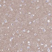 Anti-SYT1 antibody produced in rabbit Prestige Antibodies® Powered by Atlas Antibodies, affinity isolated antibody, buffered aqueous glycerol solution