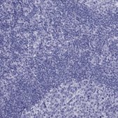 Anti-TFF3 antibody produced in rabbit Prestige Antibodies® Powered by Atlas Antibodies, affinity isolated antibody, buffered aqueous glycerol solution