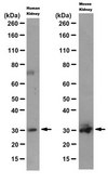 Anti-SNAI1 Antibody, clone 10H4.1 clone 10H4.1, from mouse