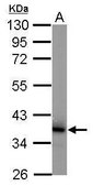 Monoclonal Anti-COPS5 antibody produced in mouse