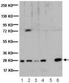 Anti-Heterochromatin Protein-1 β Antibody, clone 1MOD-1A9 ascites fluid, clone 1MOD-1A9, Chemicon®