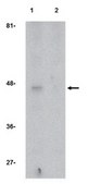 Anti-APOBEC3G Antibody from rabbit, purified by affinity chromatography