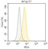 Anti-CD96 Antibody, clone NK92.39