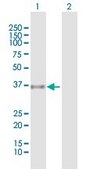 Anti-GAPDH antibody produced in mouse purified immunoglobulin, buffered aqueous solution