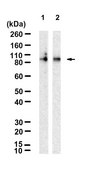 Anti-OPA1 Antibody, clone 1F15 ZooMAb® Rabbit Monoclonal recombinant, expressed in HEK 293 cells
