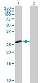 Anti-CLEC2D antibody produced in rabbit purified immunoglobulin, buffered aqueous solution
