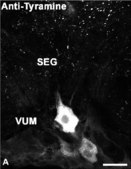 Anti-Tyramine Antibody serum, Chemicon®
