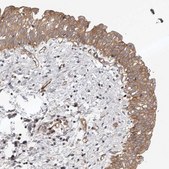 Anti-PNRC2 antibody produced in rabbit Prestige Antibodies® Powered by Atlas Antibodies, affinity isolated antibody, buffered aqueous glycerol solution
