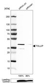Anti-TOLLIP antibody produced in rabbit Prestige Antibodies® Powered by Atlas Antibodies, affinity isolated antibody, buffered aqueous glycerol solution