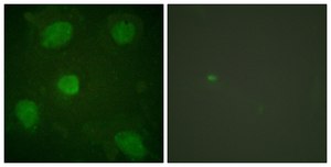 Anti-HIC-5 antibody produced in rabbit affinity isolated antibody