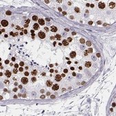 Anti-HIST1H1T antibody produced in rabbit Prestige Antibodies® Powered by Atlas Antibodies, affinity isolated antibody