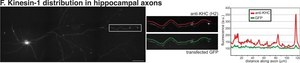 Anti-Kinesin Antibody, heavy chain, a.a.420-445, clone H2 clone H2, Chemicon®, from mouse