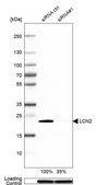 Anti-LCN2 antibody produced in rabbit Prestige Antibodies® Powered by Atlas Antibodies, affinity isolated antibody, buffered aqueous glycerol solution