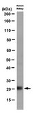 Anti-MAP17 Antibody, clone 165C clone 165C, from mouse