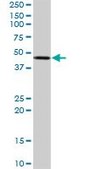 Anti-STYK1 antibody produced in rabbit purified immunoglobulin, buffered aqueous solution