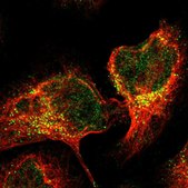 Anti-TRIM65 antibody produced in rabbit Prestige Antibodies® Powered by Atlas Antibodies, affinity isolated antibody, buffered aqueous glycerol solution, Ab1