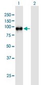 Anti-WEE1 antibody produced in mouse purified immunoglobulin, buffered aqueous solution