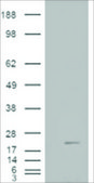 Anti-Cofilin 2 (muscle) antibody produced in goat affinity isolated antibody, buffered aqueous solution