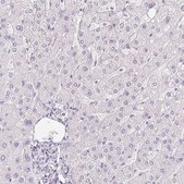Anti-PPY antibody produced in rabbit Prestige Antibodies® Powered by Atlas Antibodies, affinity isolated antibody, buffered aqueous glycerol solution