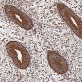 Anti-STX17 antibody produced in rabbit Prestige Antibodies® Powered by Atlas Antibodies, affinity isolated antibody, buffered aqueous glycerol solution