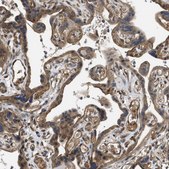 Anti-FZD6 antibody produced in rabbit Prestige Antibodies® Powered by Atlas Antibodies, affinity isolated antibody, buffered aqueous glycerol solution