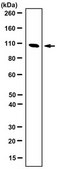 Anti-LRRC4 Antibody from rabbit, purified by affinity chromatography
