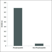 Anti-phospho-WEE1 (pSer642) antibody produced in rabbit affinity isolated antibody