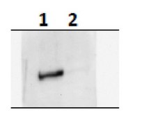 Anti-phospho-mTOR (Ser2159) Antibody from rabbit, purified by affinity chromatography