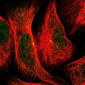 Anti-CEP152 antibody produced in rabbit Prestige Antibodies® Powered by Atlas Antibodies, affinity isolated antibody, buffered aqueous glycerol solution