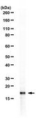 Anti-dimethyl Histone H3 (Lys27) from chicken, purified by affinity chromatography