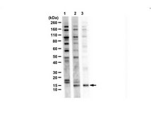 Anti-C9ORF72/C9RANT (PR-CT) serum, from rabbit