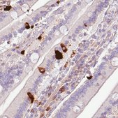 Monoclonal Anti-CHGA antibody produced in mouse Prestige Antibodies® Powered by Atlas Antibodies, clone CL0166, purified immunoglobulin, buffered aqueous glycerol solution