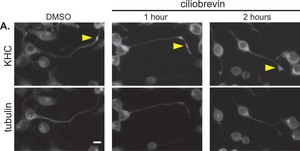 Anti-Kinesin Antibody, heavy chain, a.a.420-445, clone H2 clone H2, Chemicon®, from mouse