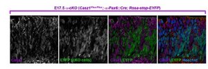 Anti-CASZ1 Antibody from guinea pig