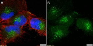 Anti-Rab14 Antibody, clone 1M15 ZooMAb® Rabbit Monoclonal recombinant, expressed in HEK 293 cells