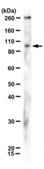 Anti-NCAM (sialylated form) Antibody, clone 5A5