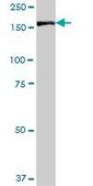 Anti-IQGAP3 antibody produced in mouse purified immunoglobulin, buffered aqueous solution