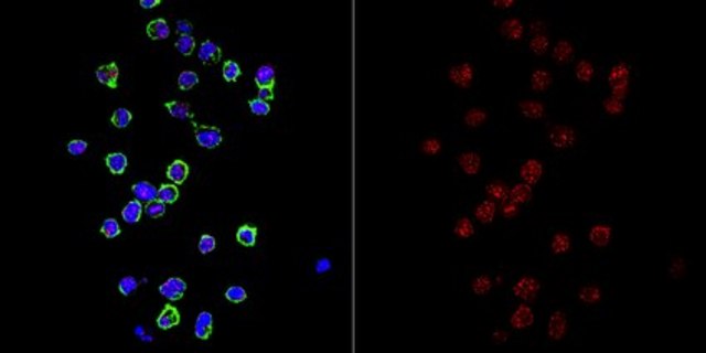 Anti-CENP-C Antibody, clone AL61A clone AL61A, from mouse